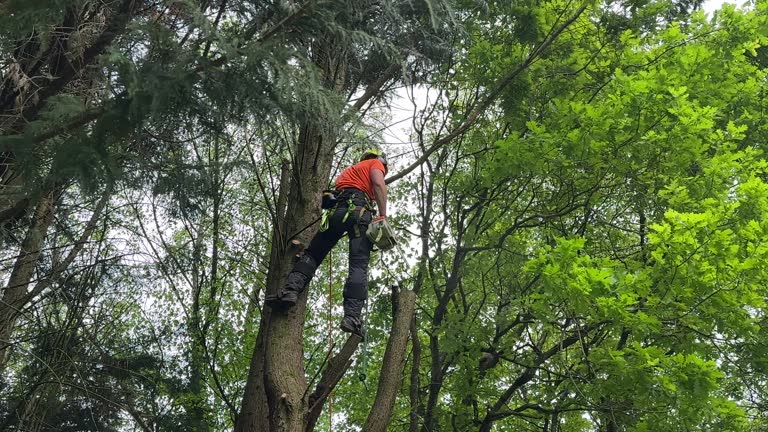 Best Tree Mulching  in Salado, TX