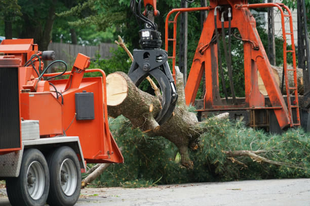 How Our Tree Care Process Works  in  Salado, TX