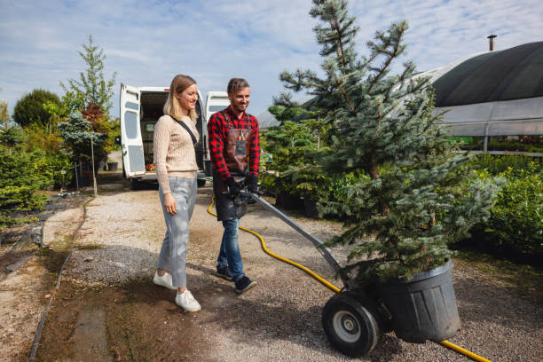 Best Stump Grinding and Removal  in Salado, TX