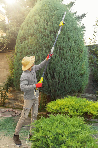 Best Tree Maintenance Programs  in Salado, TX